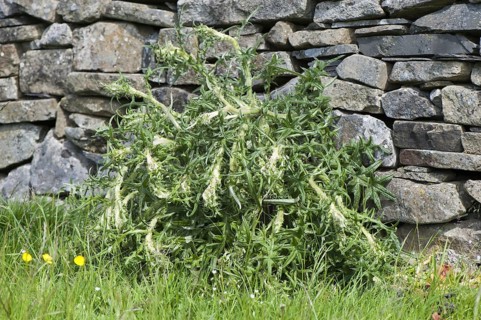 Spear Thistle
