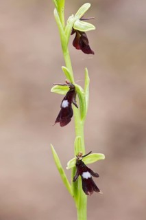Fly orchid