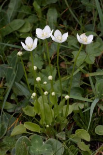 Marsh heartleaf