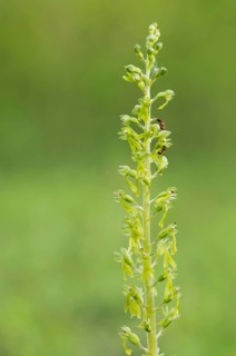 Common common twayblade