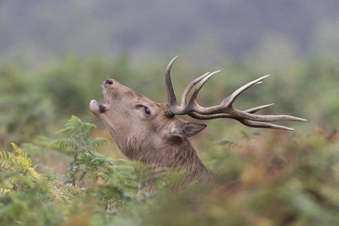 Red Deer