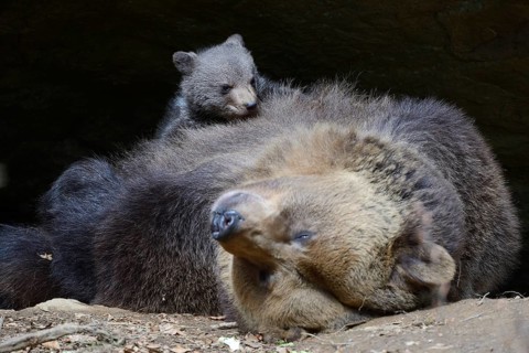 European brown bears