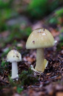 Amanita phalloides