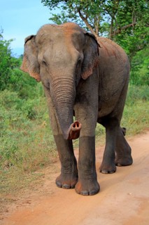 Sri lankan elephant