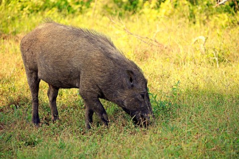 Eurasian wild boar