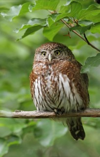 Pygmy Owl