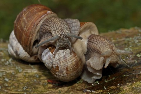 Roman snail