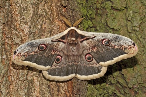 Viennese Moth Peacock