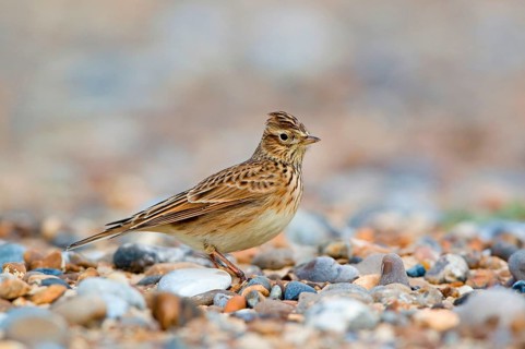Skylark