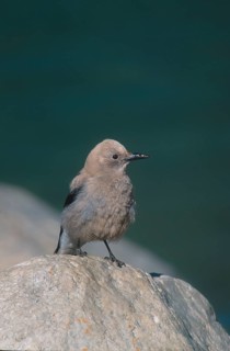 Clark's nutcracker