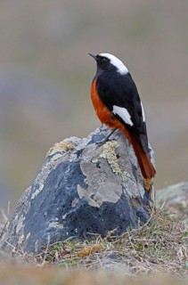 White-winged Redstart
