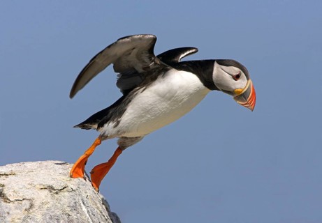 Atlantic puffin