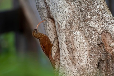 Red-backed Scythebill