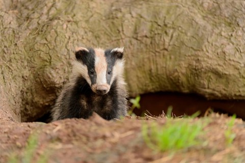 Eurasian Badger
