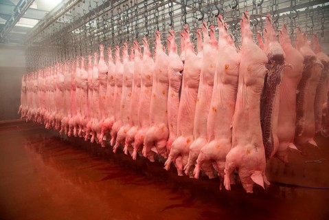 Pig carcases hanging in abattoir