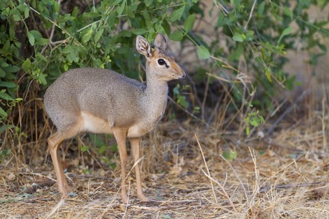 Guenther's dik-dik