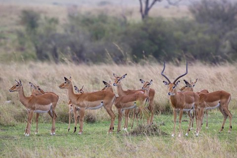 Impala