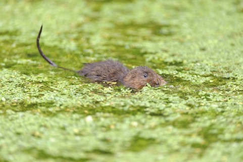 Eastern vole