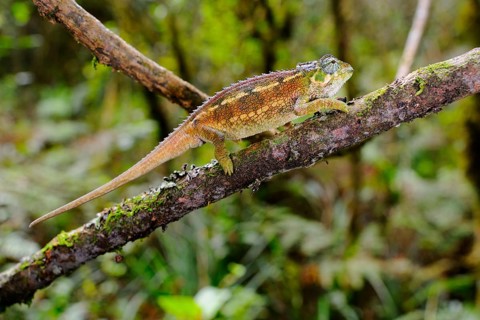Rough coarse chameleon