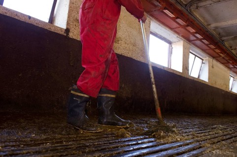 Dairy farmer cleans milking parlour with scraper after morning milking