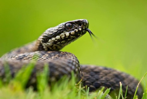 Adder