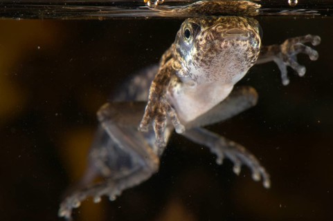 Acre tree frog
