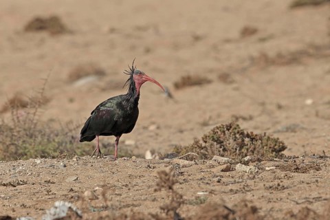 Northern Bald Ibis