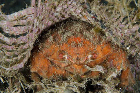 Sponge Crab