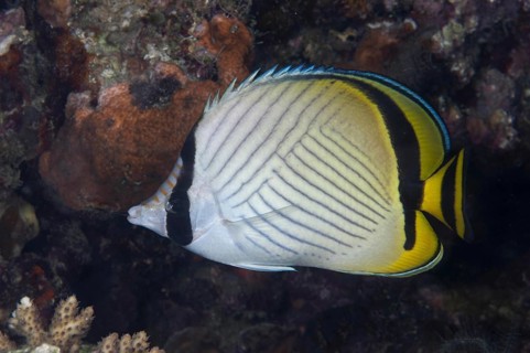 Adult vagabond butterflyfish