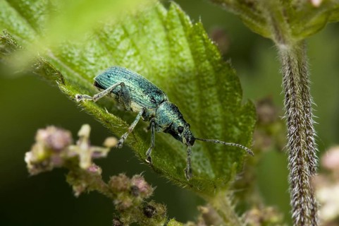 Green Nettle Weevil