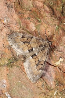 Pine Carpet Moth