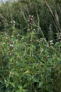 Common hemp-nettle