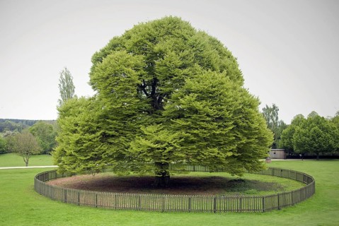 Fern-leafed Beech