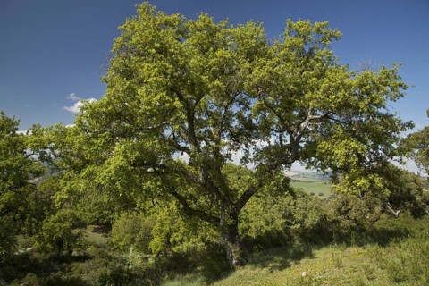 Habitus of Algerian oak