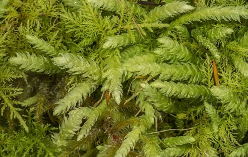 Bidentate cammkel moss