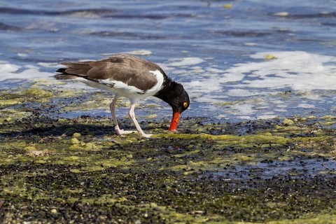 American oystercatcher