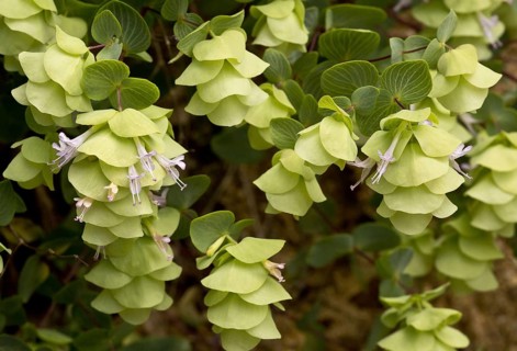 Round-leaved Oregano
