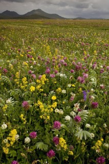 Machair habitat with red clover and lady's bedstraw