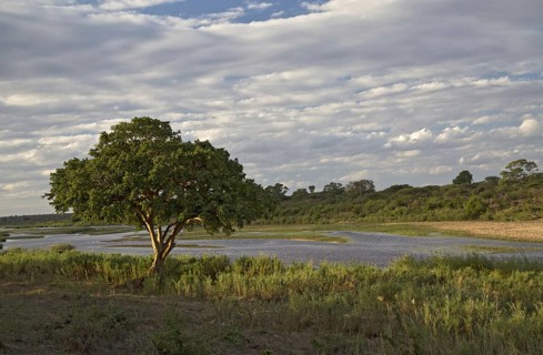 View of the river with Cape fig