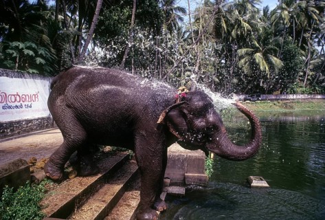 Temple elephant bathing in the pond at Thiruvananthapuram or Trivandram