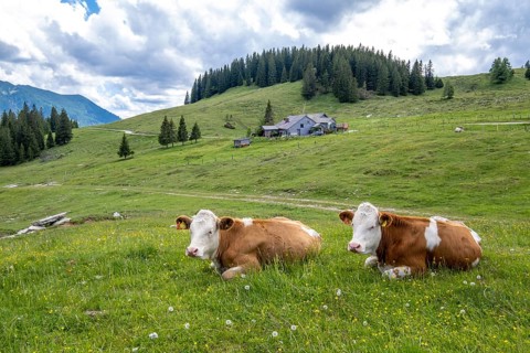 Cows
