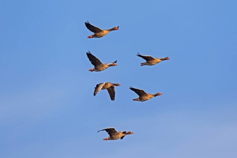 Migrating greylag goose