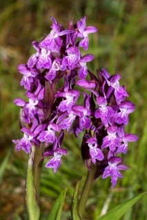 Overlooked orchid