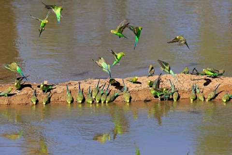 Budgie