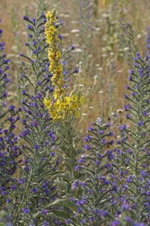 Common viper's bugloss