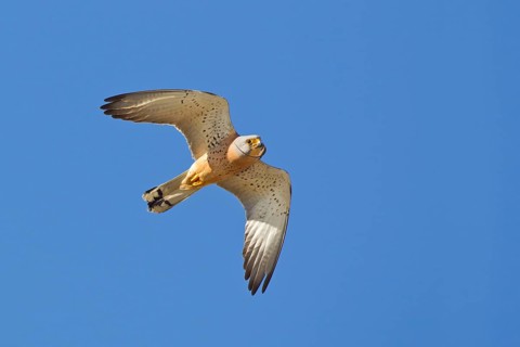 Lesser lesser Common Kestrel