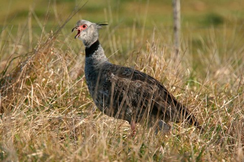 Southern southern screamer