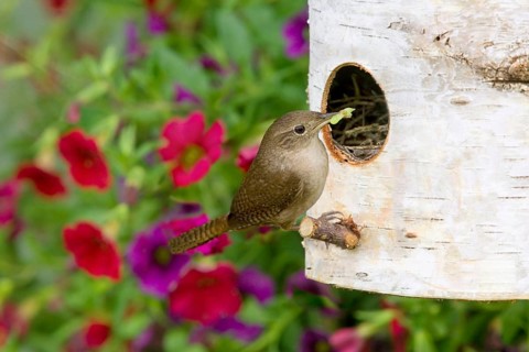 House Wren