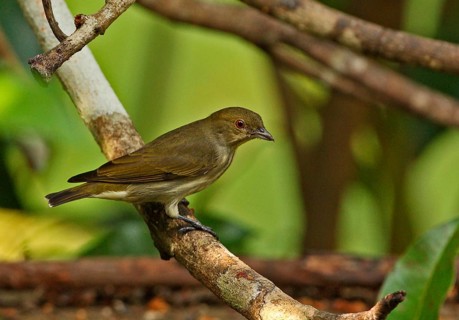 Thick-billed Flowerpecker