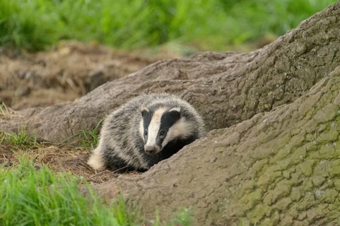 Eurasian Badger